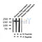 Western blot analysis of Phospho-Ras-GRF1 (Ser927) in lysates of Human hippocampus, using Phospho-Ras-GRF1 (Ser927) Antibody(AF4414).