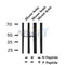 Western blot analysis of Phospho-OPRM1 (Ser375) in lysates of Mouse brain, using Phospho-OPRM1 (Ser375) Antibody(AF4420).