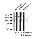 Western blot analysis of Phospho-IRS-1 (Ser318)  in lysates of 293T insulin, using Phospho-IRS-1 (Ser318)  Antibody(AF4422).