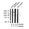 Western blot analysis of Phospho-IRS-1 (Ser318)  in lysates of 293T insulin, using Phospho-IRS-1 (Ser318)  Antibody(AF4422).