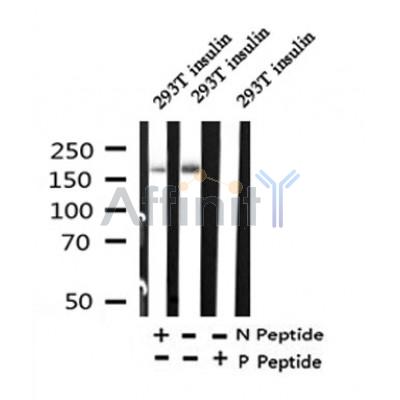 Western blot analysis of Phospho-IRS-1 (Ser318)  in lysates of 293T insulin, using Phospho-IRS-1 (Ser318)  Antibody(AF4422).