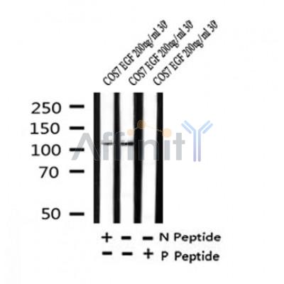Western blot analysis of Phospho-FLT3 (Tyr842) in lysates of COS7 EGF 200ng/ml 30', using Phospho-FLT3 (Tyr842) Antibody(AF4427).