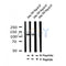 Western blot analysis of Phospho-SREBP-1c (Ser396) in lysates of Jurkat TNF 20ng/ml 30', using Phospho-SREBP-1c (Ser396) Antibody(AF4428).