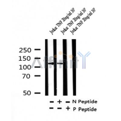 Western blot analysis of Phospho-SREBP-1c (Ser396) in lysates of Jurkat TNF 20ng/ml 30', using Phospho-SREBP-1c (Ser396) Antibody(AF4428).