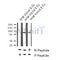 Western blot analysis of Phospho-TPOR (Tyr626) in lysates of serum-starved M-07e, using Phospho-TPOR (Tyr626) Antibody(AF4429).
