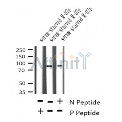 Western blot analysis of Phospho-TPOR (Tyr626) in lysates of serum-starved M-07e, using Phospho-TPOR (Tyr626) Antibody(AF4429).
