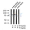 Western blot analysis of Phospho-Syk (Tyr352) in lysates of Jurkat? H2O2, using Phospho-Syk (Tyr352) Antibody(AF4432).