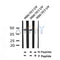 Western blot analysis of Phospho-SEK1/MKK4 (Ser257) in lysates of NIH/3T3 UV, using Phospho-SEK1/MKK4 (Ser257) Antibody(AF4434).