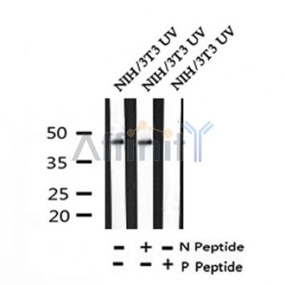 Western blot analysis of Phospho-SEK1/MKK4 (Ser257) in lysates of NIH/3T3 UV, using Phospho-SEK1/MKK4 (Ser257) Antibody(AF4434).