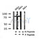 Western blot analysis of Phospho-Numb (Ser276) in lysates of HeLa?, using Phospho-Numb (Ser276) Antibody(AF4435).