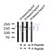 Western blot analysis of Phospho-Tuberin/TSC2 (Ser664) (D3B9Z) in lysates of 293 Anisomycin 25ug/ml 30', using Phospho-Tuberin/TSC2 (Ser664) (D3B9Z) Antibody(AF4437).