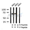 Western blot analysis of Phospho-IRAK1 (Thr100) in lysates of HeLa?, using Phospho-IRAK1 (Thr100) Antibody(AF4441).