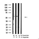 Western blot analysis of Phospho-PTEN (Ser380/Thr382/383) in lysates of NIH-3T3, using Phospho-PTEN (Ser380/Thr382/383) Antibody(AF4450).
