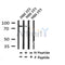 Western blot analysis of Phospho-FoxM1 (Ser35) in lysates of NIH 3T3, using Phospho-FoxM1 (Ser35) Antibody(AF4458).