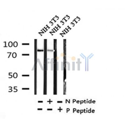 Western blot analysis of Phospho-FoxM1 (Ser35) in lysates of NIH 3T3, using Phospho-FoxM1 (Ser35) Antibody(AF4458).