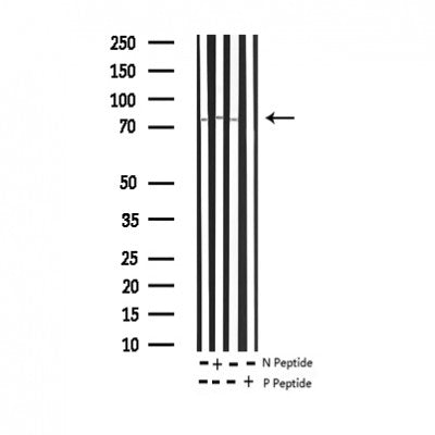 AF3314 staining COS7 by IF/ICC. The sample were fixed with PFA and permeabilized in 0.1% Triton X-100,then blocked in 10% serum for 45 minutes at 25¡ãC. The primary antibody was diluted at 1/200 and incubated with the sample for 1 hour at 37¡ãC. An  Alexa Fluor 594 conjugated goat anti-rabbit IgG (H+L) Ab, diluted at 1/600, was used as the secondary antibod