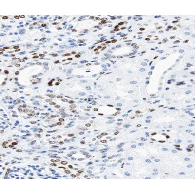 AF0231 at 1/100 staining human kidney tissue sections by IHC-P. The tissue was formaldehyde fixed and a heat mediated antigen retrieval step in citrate buffer was performed. The tissue was then blocked and incubated with the antibody for 1.5 hours at 22¡ãC. An HRP conjugated goat anti-rabbit antibody was used as the secondary