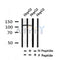 Western blot analysis of Phospho-PLD1 (Thr147) in lysates of HepG2?, using Phospho-PLD1 (Thr147) Antibody(AF4465).
