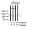 Western blot analysis of Phospho-ATR (Thr1989) in lysates of HeLa?, using Phospho-ATR (Thr1989) Antibody(AF4467).