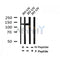 Western blot analysis of Phospho-SMC1 (Ser360) in lysates of 293  UV, using Phospho-SMC1 (Ser360) Antibody(AF4473).