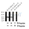 Western blot analysis of Phospho-MOB1 (Thr12)  in lysates of 293 IFN 2500U/ml 30', using Phospho-MOB1 (Thr12)  Antibody(AF4480).