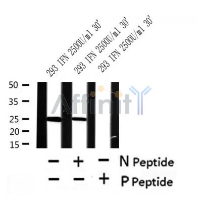 Western blot analysis of Phospho-MOB1 (Thr12)  in lysates of 293 IFN 2500U/ml 30', using Phospho-MOB1 (Thr12)  Antibody(AF4480).