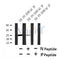 Western blot analysis of Phospho-MOB1 (Thr35)  in lysates of 293 IFN 2500U/ml 30', using Phospho-MOB1 (Thr35)  Antibody(AF4481).