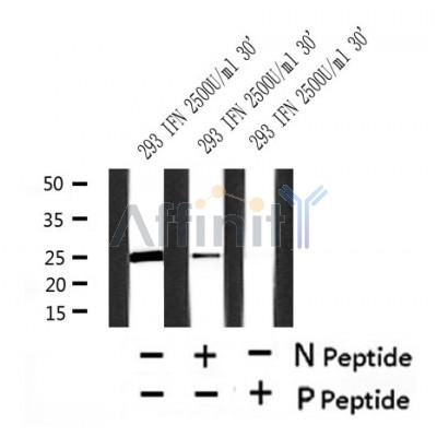 Western blot analysis of Phospho-MOB1 (Thr35)  in lysates of 293 IFN 2500U/ml 30', using Phospho-MOB1 (Thr35)  Antibody(AF4481).