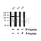 Western blot analysis of Phospho-SirT1 (Ser27) in lysates of 293?, using Phospho-SirT1 (Ser27) Antibody(AF4484).