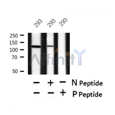 Western blot analysis of Phospho-SirT1 (Ser27) in lysates of 293?, using Phospho-SirT1 (Ser27) Antibody(AF4484).