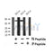 Western blot analysis of Phospho-PAR-4 (Thr163) in lysates of HeLa?, using Phospho-PAR-4 (Thr163) Antibody(AF4485).