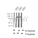 Western blot analysis of Phospho-Rad18 (Ser403) in lysates of 293?, using Phospho-Rad18 (Ser403) Antibody(AF4497).
