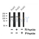 Western blot analysis of Phospho-perk (S1096) in lysates of HepG2?, using Phospho-perk (S1096) Antibody(AF4499).