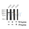 Western blot analysis of Phospho-perk (S1096) in lysates of HepG2?, using Phospho-perk (S1096) Antibody(AF4499).