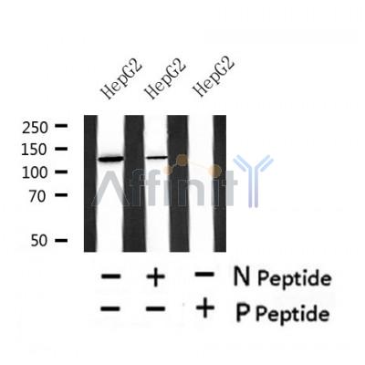Western blot analysis of Phospho-perk (S1096) in lysates of HepG2?, using Phospho-perk (S1096) Antibody(AF4499).