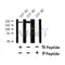 Western blot analysis of Phospho-ALK (Tyr1282/1283) in lysates of SUP-M2, using Phospho-ALK (Tyr1282/1283) Antibody(AF4501).