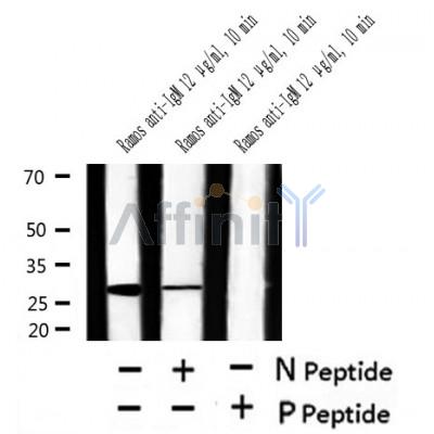 Western blot analysis of Phospho-DAPP1/BAM32 (Tyr139) in lysates of Ramos anti-IgM 12 ug/ml, 10 min, using Phospho-DAPP1/BAM32 (Tyr139) Antibody(AF4502).
