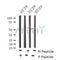 Western blot analysis of Phospho-RIPK3(Ser316) in lysates of HT29, using Phospho-RIPK3(Ser316) Antibody(AF4508).