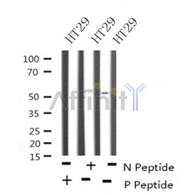 Western blot analysis of Phospho-RIPK3(Ser316) in lysates of HT29, using Phospho-RIPK3(Ser316) Antibody(AF4508).