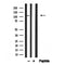 Western blot analysis of RIP3 in lysates of L-929, using RIP3 Antibody(AF4608).
