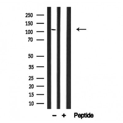 Western blot analysis of RIP3 in lysates of L-929, using RIP3 Antibody(AF4608).