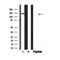 Western blot analysis of KIBRA in lysates of 293, using KIBRA Antibody(AF4617).