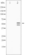 AF3319 staining 293 by IF/ICC. The sample were fixed with PFA and permeabilized in 0.1% Triton X-100,then blocked in 10% serum for 45 minutes at 25¡ãC. The primary antibody was diluted at 1/200 and incubated with the sample for 1 hour at 37¡ãC. An  Alexa Fluor 594 conjugated goat anti-rabbit IgG (H+L) Ab, diluted at 1/600, was used as the secondary antibod