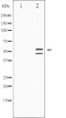 AF3319 staining 293 by IF/ICC. The sample were fixed with PFA and permeabilized in 0.1% Triton X-100,then blocked in 10% serum for 45 minutes at 25¡ãC. The primary antibody was diluted at 1/200 and incubated with the sample for 1 hour at 37¡ãC. An  Alexa Fluor 594 conjugated goat anti-rabbit IgG (H+L) Ab, diluted at 1/600, was used as the secondary antibod