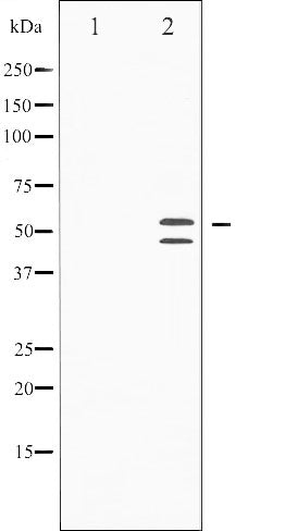 AF3319 staining 293 by IF/ICC. The sample were fixed with PFA and permeabilized in 0.1% Triton X-100,then blocked in 10% serum for 45 minutes at 25¡ãC. The primary antibody was diluted at 1/200 and incubated with the sample for 1 hour at 37¡ãC. An  Alexa Fluor 594 conjugated goat anti-rabbit IgG (H+L) Ab, diluted at 1/600, was used as the secondary antibod