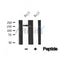 Western blot analysis of SOS1 in lysates of Raji?, using SOS1 Antibody(AF4621).