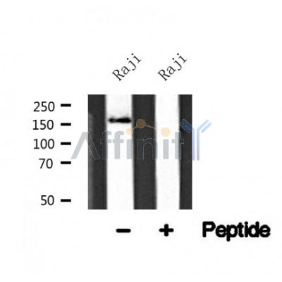 Western blot analysis of SOS1 in lysates of Raji?, using SOS1 Antibody(AF4621).