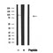Western blot analysis of HPK1 in lysates of Raji?, using HPK1 Antibody(AF4628).