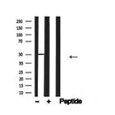 Western blot analysis of PABP2 in lysates of cos-7, using PABP2 Antibody(AF4640).