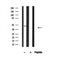 Western blot analysis of PAR1 in lysates of Platelet, using PAR1 Antibody(AF4644).